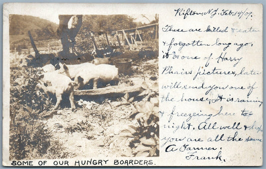 RIFTON NY PIG FARM 1909 ANTIQUE REAL PHOTO POSTCARD RPPC