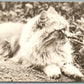 LOG HAIR CAT ANTIQUE REAL PHOTO POSTCARD RPPC