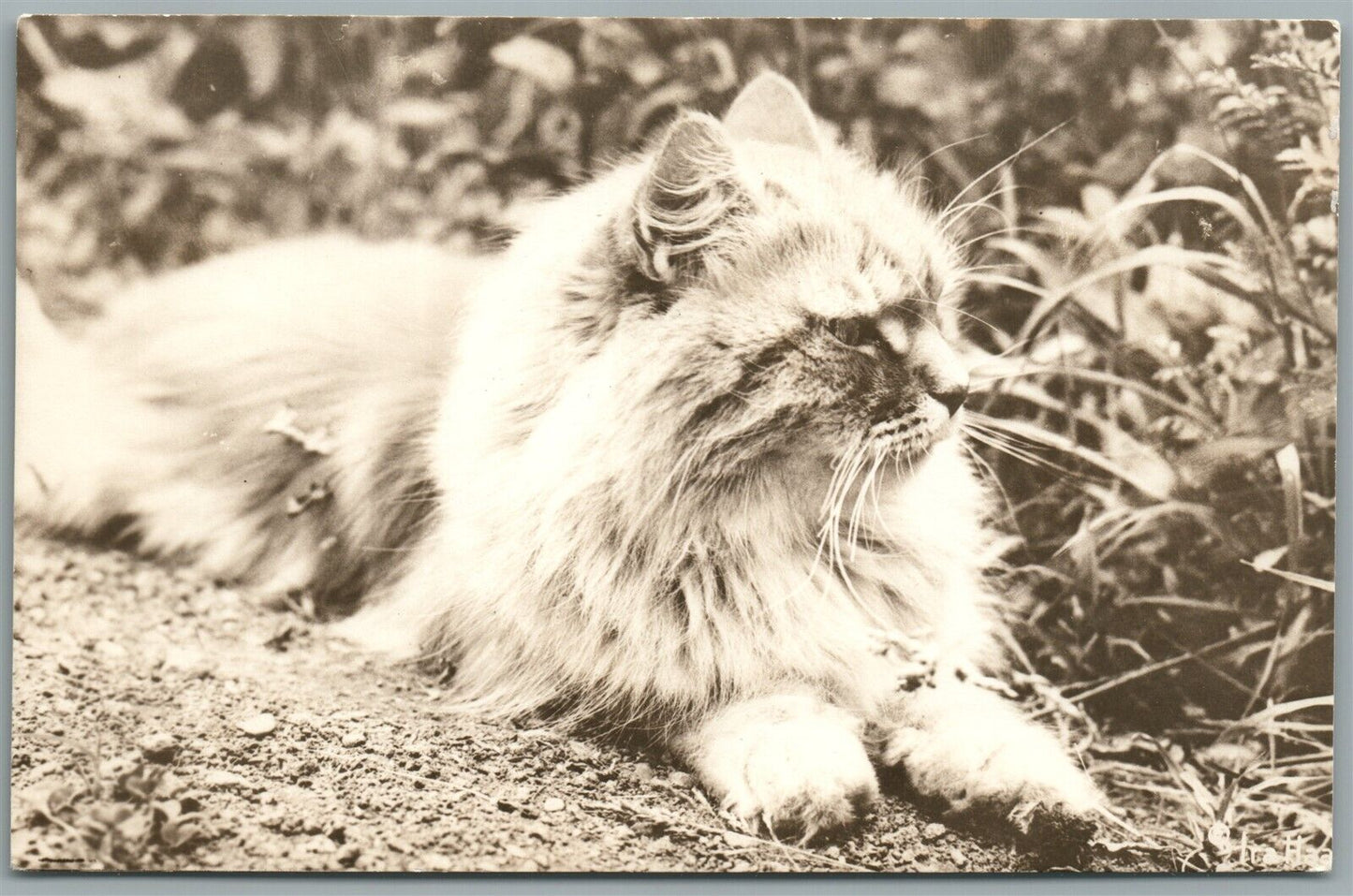 LOG HAIR CAT ANTIQUE REAL PHOTO POSTCARD RPPC