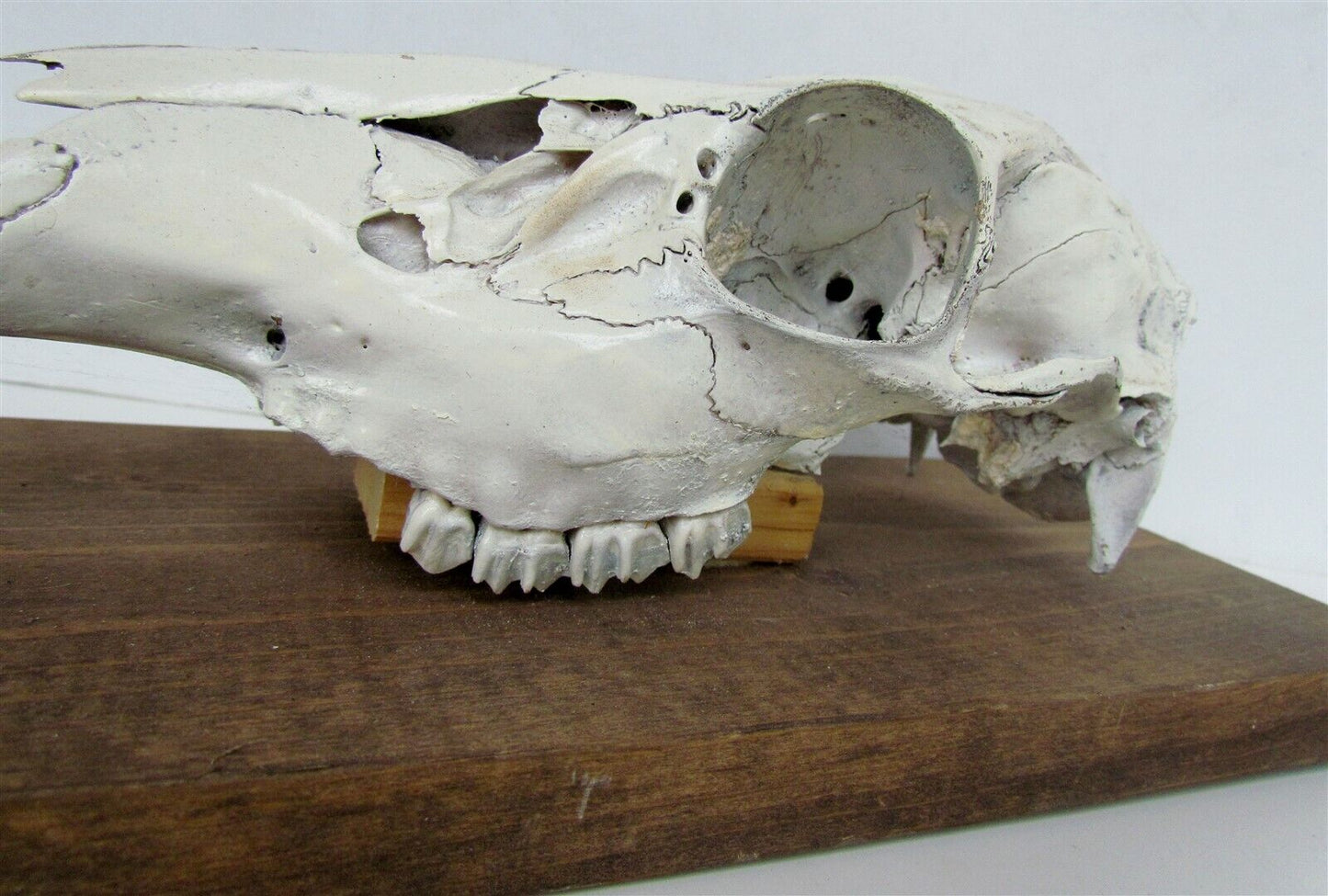 ANIMAL SKULL MOUNTED taxidermy