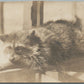 RACCOON ANTIQUE REAL PHOTO POSTCARD RPPC