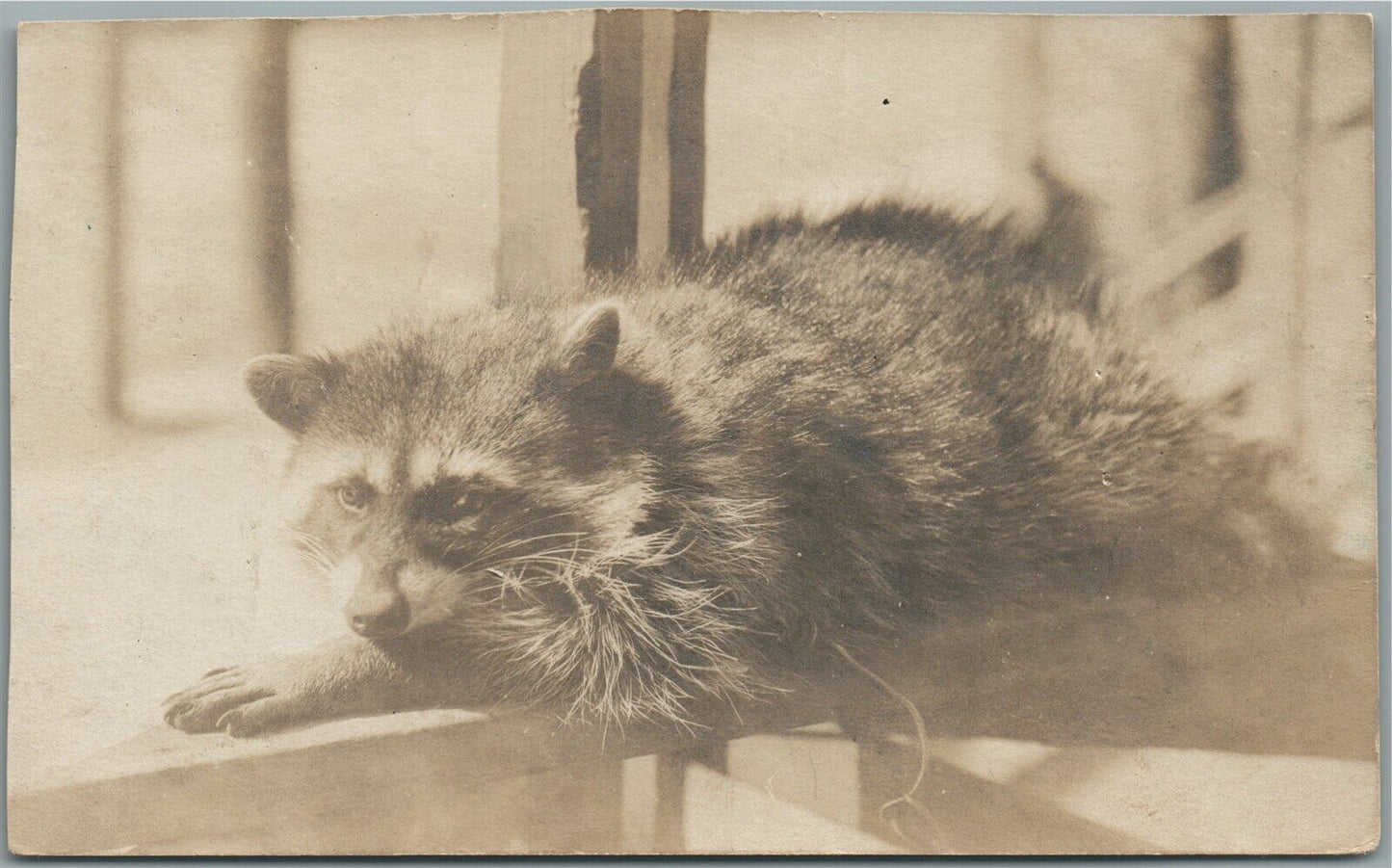 RACCOON ANTIQUE REAL PHOTO POSTCARD RPPC