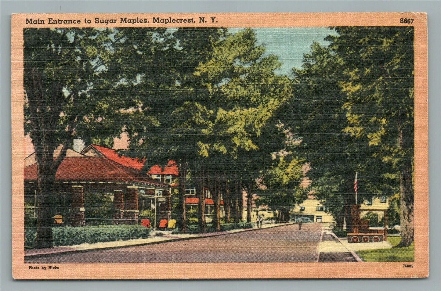 MAPLECREST NY SUGAR MAPLES VINTAGE POSTCARD