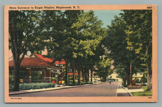 MAPLECREST NY SUGAR MAPLES VINTAGE POSTCARD
