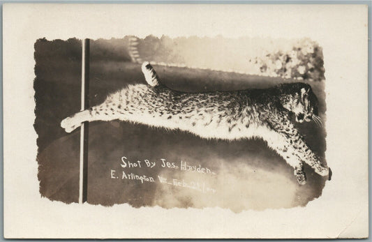 EAST ARLINGTON VT BOBCAT SHOT ANTIQUE REAL PHOTO POSTCARD RPPC