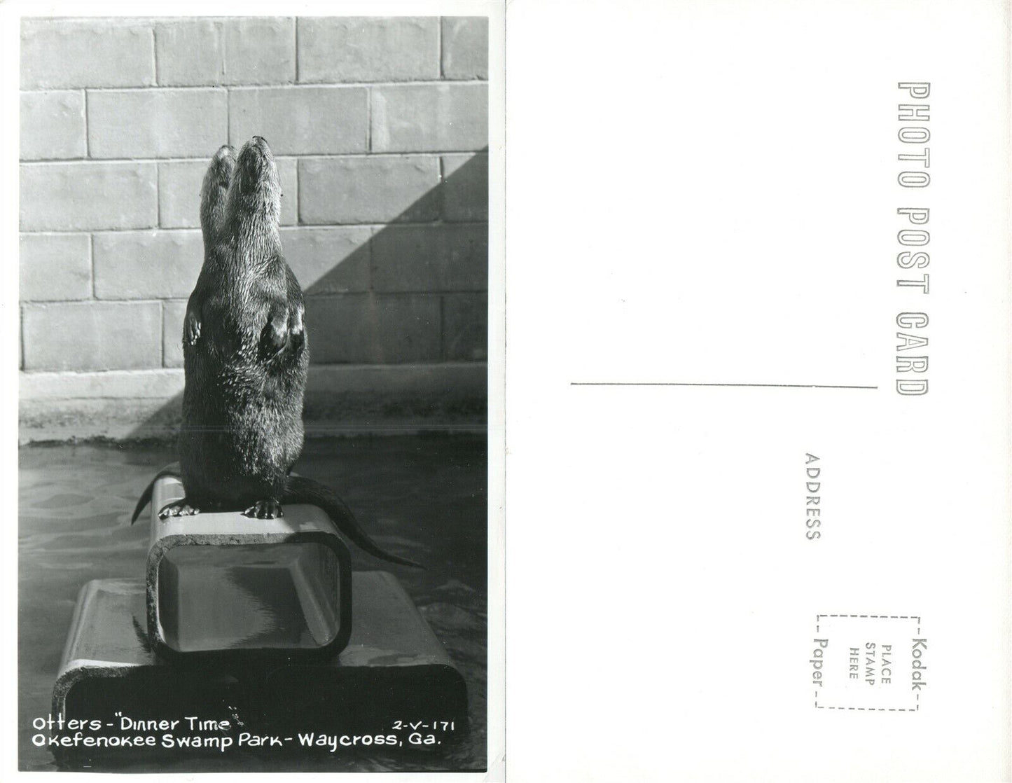 WAYCROSS GA OKEFENOKEE SWAMP PARK OTTERS DINNER VINTAGE REAL PHOTO POSTCARD RPPC