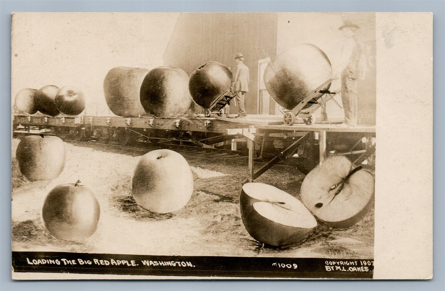 WASHINGTON APPLES EXAGGERATED 1908 ANTIQUE REAL PHOTO POSTCARD RPPC COLLAGE