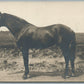 HORSE MOUSSOW 1905 ANTIQUE REAL PHOTO POSTCARD RPPC