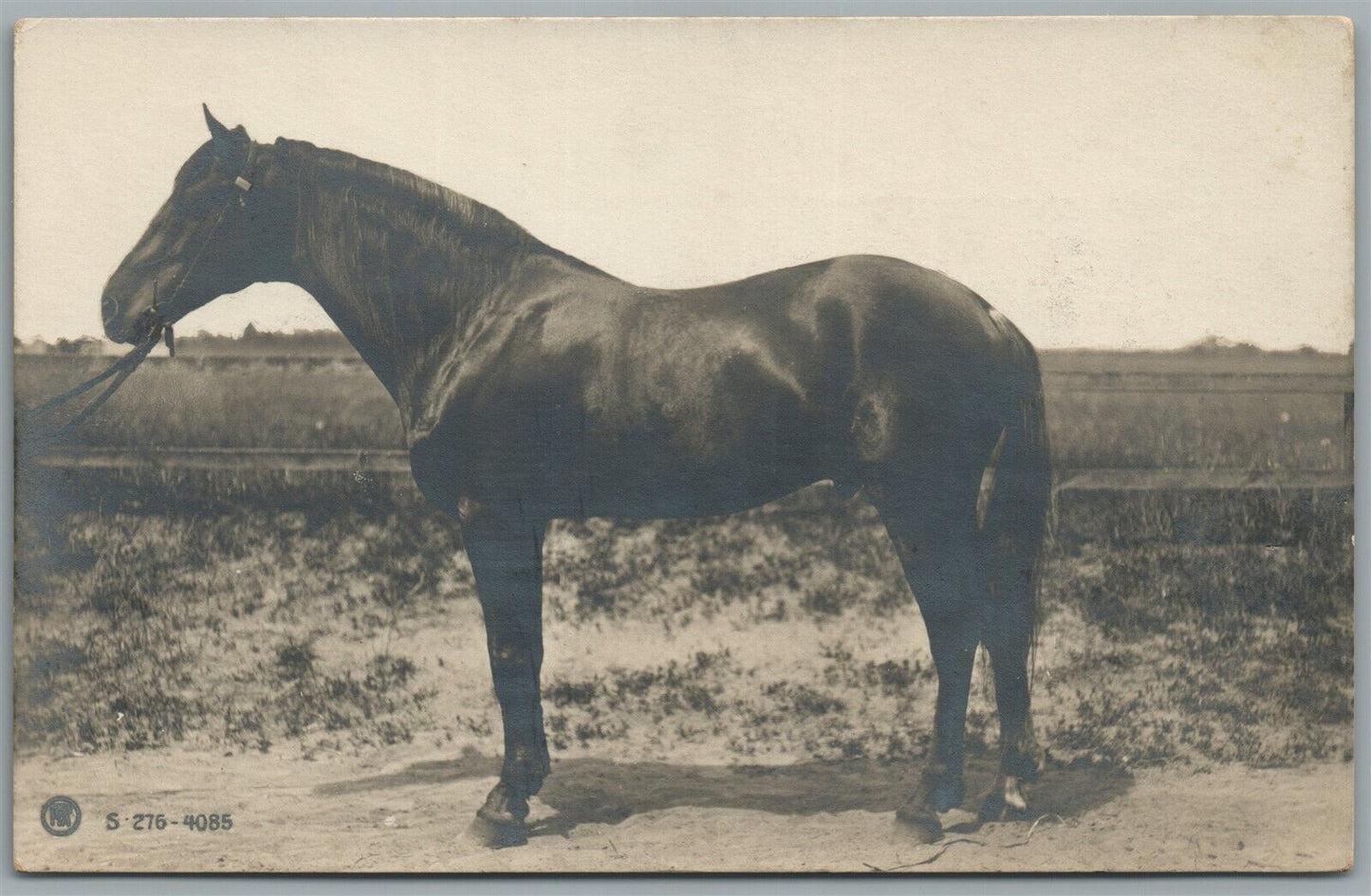 HORSE MOUSSOW 1905 ANTIQUE REAL PHOTO POSTCARD RPPC