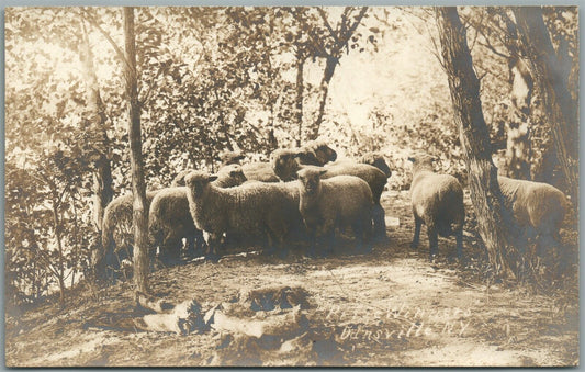 DANSVILLE NY SHEEPS PRIZE WINNERS ANTIQUE REAL PHOTO POSTCARD RPPC