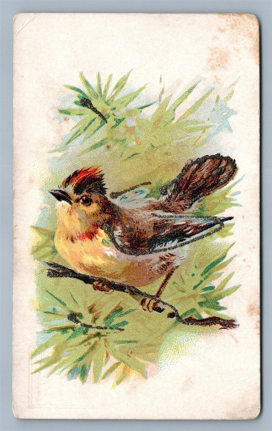 SHENANDOAH PA RIEGEL BROTHERS CIGARS & TOBACCO ADVERTISING 1898 ANTIQUE POSTCARD