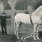 MASCOT HORSE MEXICO ANTIQUE POSTCARD