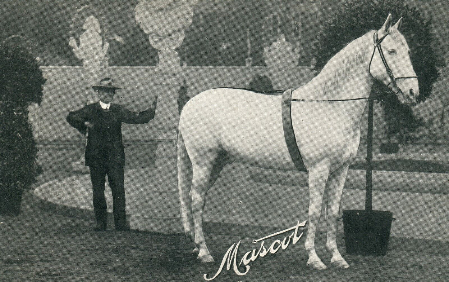 MASCOT HORSE MEXICO ANTIQUE POSTCARD