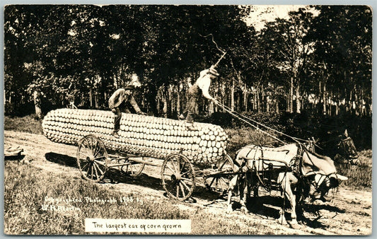 EXAGGERATED CORN 1912 ANTIQUE REAL PHOTO POSTCARD RPPC