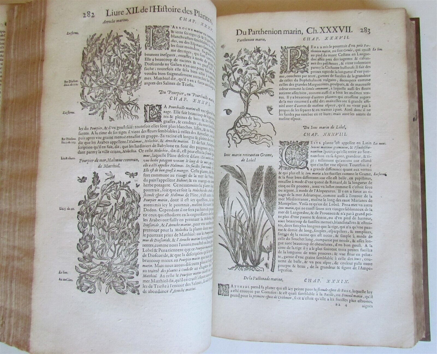 1615 HISTORY of PLANTS by Jacques DALECHAMPS ILLUSTRATED 2 FOLIO VOLUMES antique