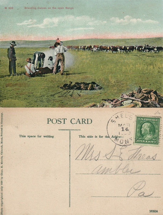 BRANDING CALVES ON THE OPEN RANGE FARM SCENE ANTIQUE POSTCARD