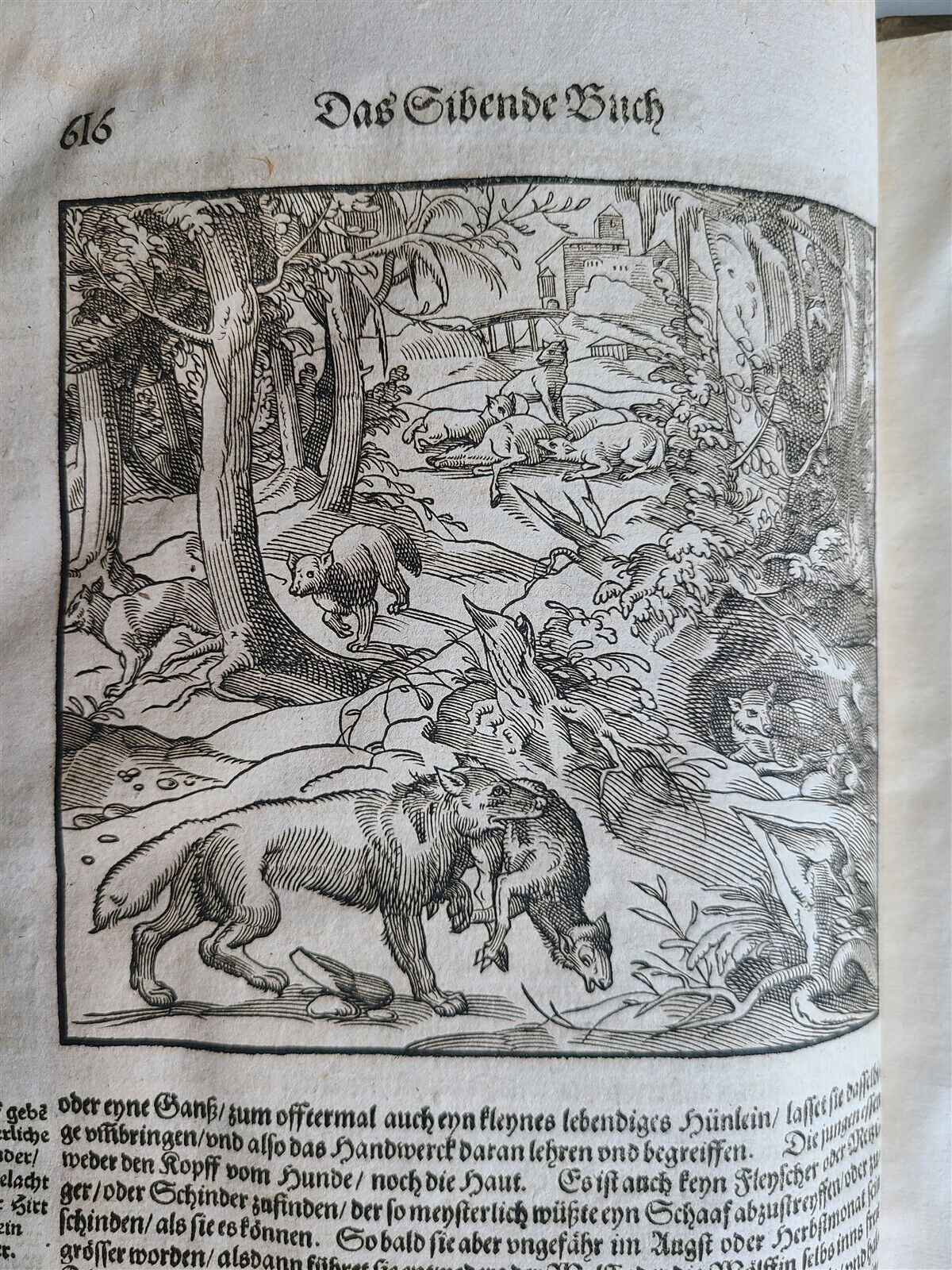 1580 ILLUSTRATED by Tobias Stimmer & J. Amman FOLIO antique HUNTING FALCONRY