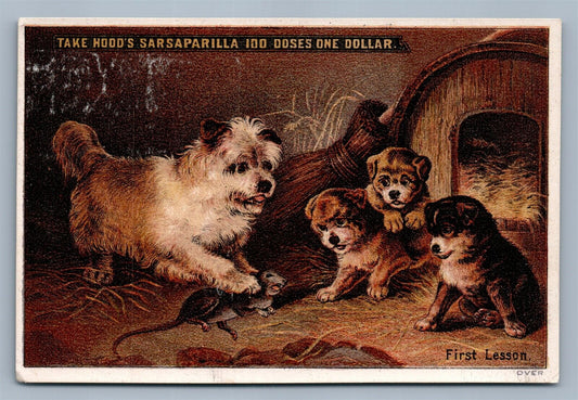 LOWELL MA HOOD'S SARSAPARILLA VICTORIAN TRADE CARD DOG w/ PUPPIES CATCHING RAT