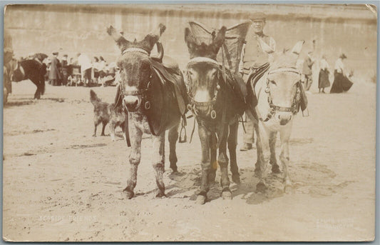 THREE DONKEYS ANTIQUE REAL PHOTO POSTCARD RPPC