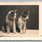PHOTOGRAPHER SIGNED VINTAGE AUSTRIAN REAL PHOTO POSTCARD RPPC w/ 2 CATS