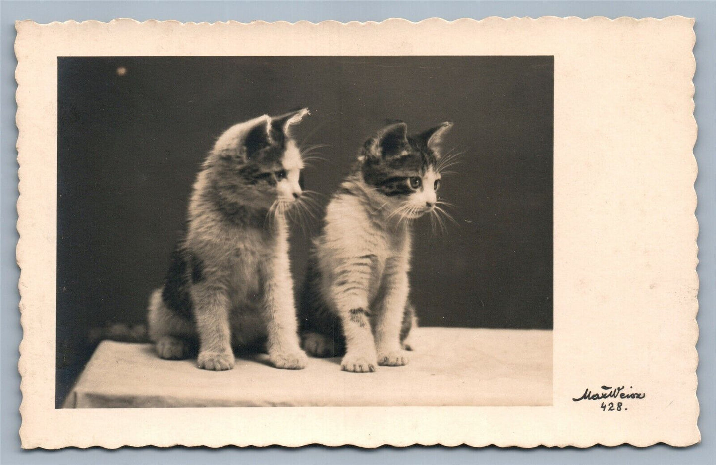 PHOTOGRAPHER SIGNED VINTAGE AUSTRIAN REAL PHOTO POSTCARD RPPC w/ 2 CATS