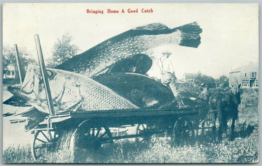 EXAGGERATED FISHING ANTIQUE 1913 POSTCARD BRINGING HOME A GOOD CATCH