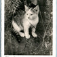 CAT in the GRASS VINTAGE REAL PHOTO POSTCARD RPPC