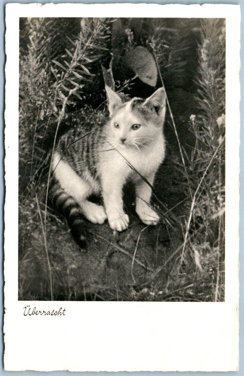 CAT in the GRASS VINTAGE REAL PHOTO POSTCARD RPPC