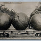 EXAGGERATED CALIFORNIA ORANGES ANTIQUE REAL PHOTO POSTCARD RPPC collage montage