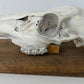 ANIMAL SKULL MOUNTED taxidermy