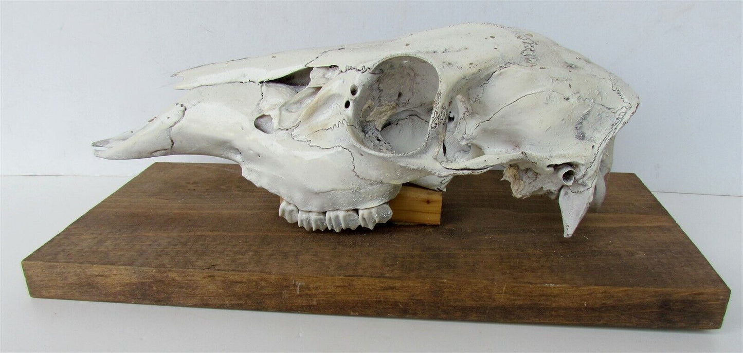 ANIMAL SKULL MOUNTED taxidermy