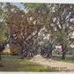 VINTAGE 1911 POSTCARD - LOVERS LANE AUBURN PARK NEW ORLEANS LA