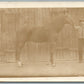 HORSE w/ OWNER ANTIQUE REAL PHOTO POSTCARD RPPC