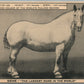 GENE LARGEST MARE IN THE WORLD horse ANTIQUE POSTCARD