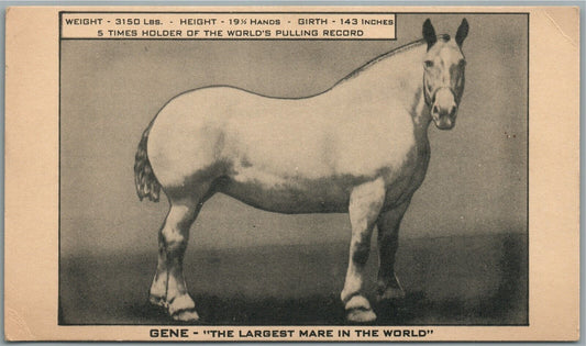 GENE LARGEST MARE IN THE WORLD horse ANTIQUE POSTCARD