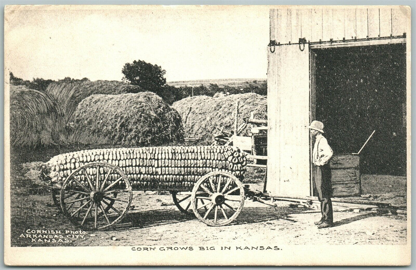 KANSAS CORN EXAGGERATED 1909 ANTIQUE POSTCARD