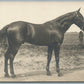 HORSE 1905 ANTIQUE REAL PHOTO POSTCARD RPPC