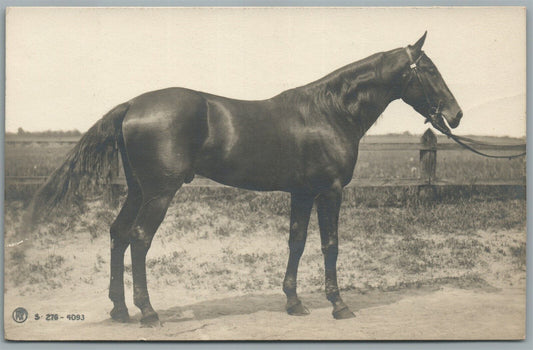 HORSE 1905 ANTIQUE REAL PHOTO POSTCARD RPPC