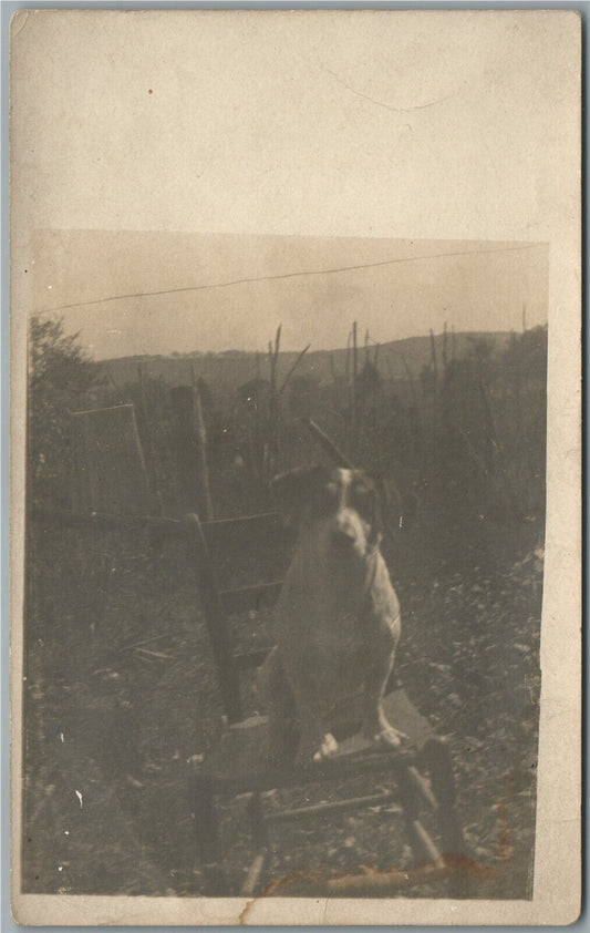 LONELY DOG ANTIQUE REAL PHOTO POSTCARD RPPC