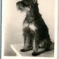 TERRIER DOG ANTIQUE REAL PHOTO POSTCARD RPPC