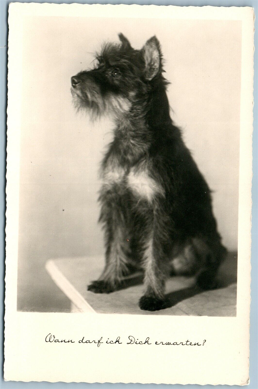 TERRIER DOG ANTIQUE REAL PHOTO POSTCARD RPPC