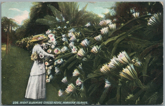 HAWAIIAN ISLANDS NIGHT BLOOMING CEREUS HEDGE ANTIQUE POSTCARD PRIVATE MAILING