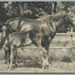 CUTE BABY HORSE ANTIQUE REAL PHOTO POSTCARD RPPC