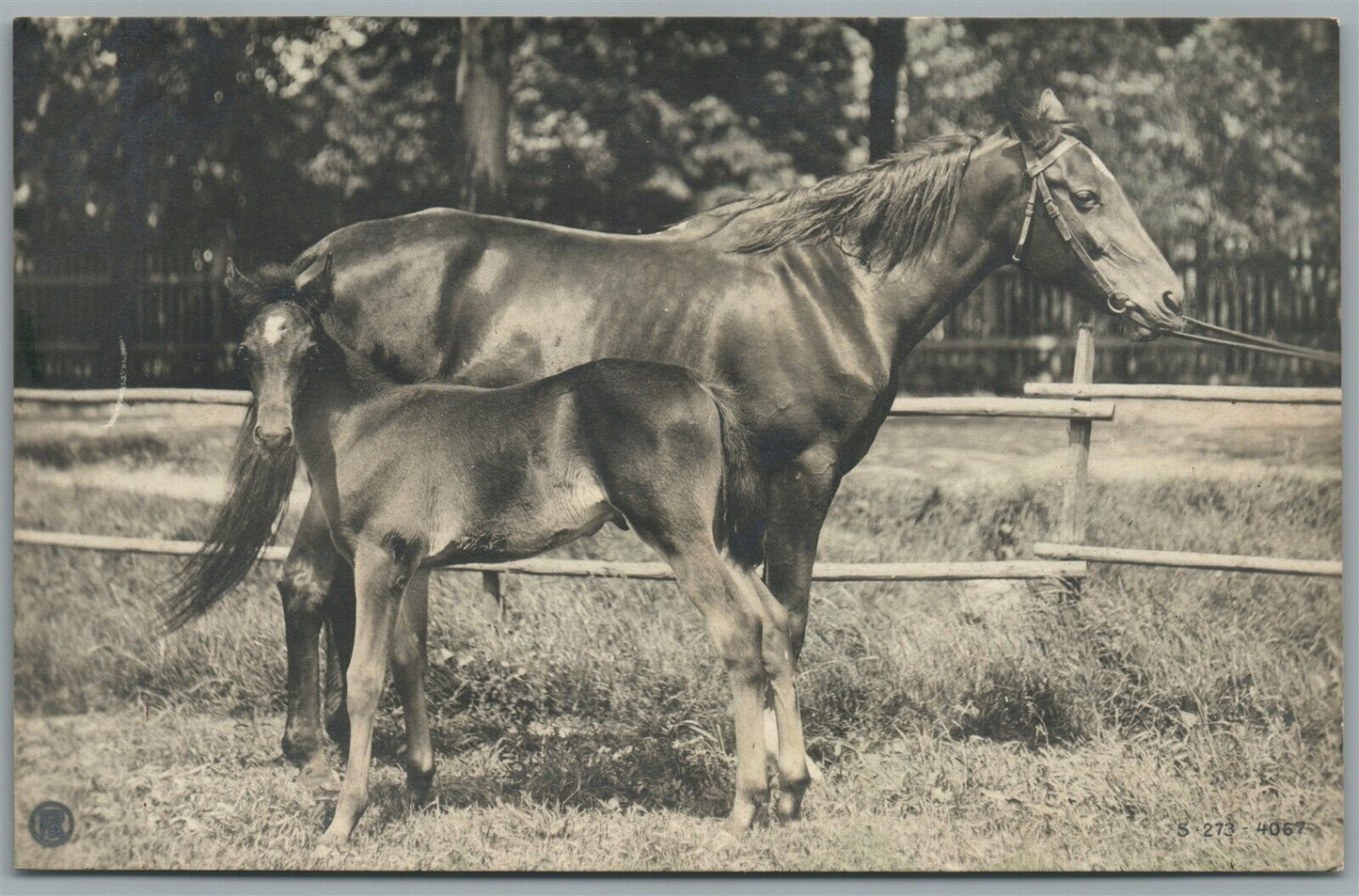 CUTE BABY HORSE ANTIQUE REAL PHOTO POSTCARD RPPC