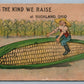 BUCKLAND OH EXAGGERATED CORN 1914 ANTIQUE POSTCARD