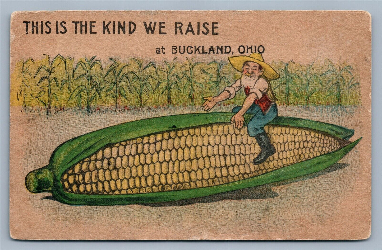 BUCKLAND OH EXAGGERATED CORN 1914 ANTIQUE POSTCARD