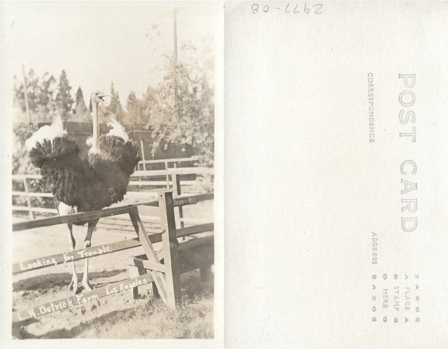 LOS ANGELES CA OSTRICH FARM VINTAGE REAL PHOTO POSTCARD RPPC