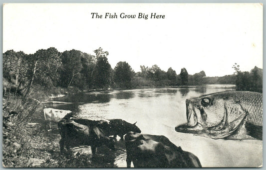 EXAGGERATED FISHING ANTIQUE POSTCARD THE FISH GROW BIG HERE