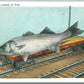 FISHING EXAGGERATED ANTIQUE POSTCARD RAILROAD CAR LOAD OF FISH