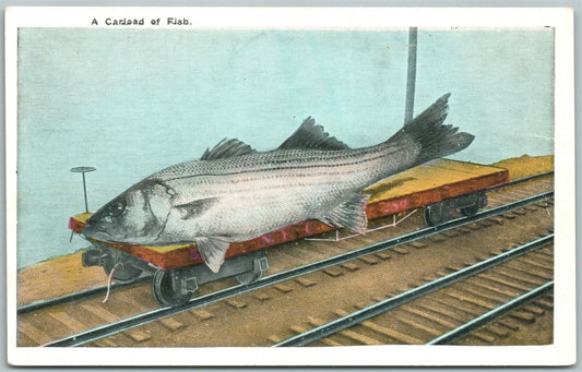 FISHING EXAGGERATED ANTIQUE POSTCARD RAILROAD CAR LOAD OF FISH